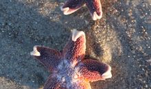 FeWo Fehmarn in Dahme-Ostsee