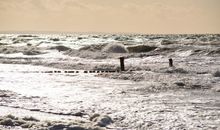 Strandnelke