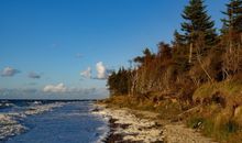 Strandnelke