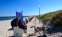 Strandnelke