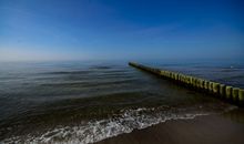 Strandnelke