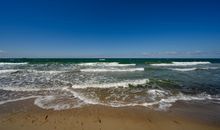 Strandnelke