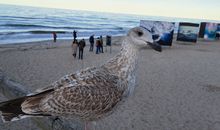 Fewo Zwergseeschwalbe - Ostsee at its best!