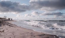 Stranddistel 4