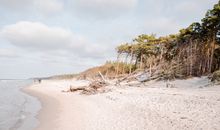 Stranddistel 4