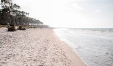 Stranddistel 4