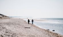 Stranddistel 4
