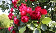 "Rosenkate 1"
