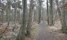 Weg zum Strand durch den Küstenwald