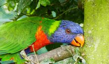Vogelpark Marlow