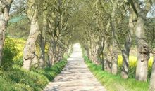 Allee