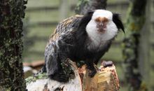 Hauseigener Zoo (inklusive)