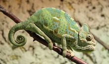 Hauseigener Zoo (inklusive)