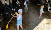 Ca. 80 Rinder leben auf dem Hof und dürfen gern mit Silage gefüttert werden