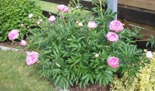 Gartenblick