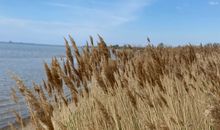 Naturstrand am Salzhaff