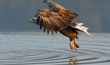 bezaubernde Natur