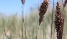 Strandhafer an der Ostsee