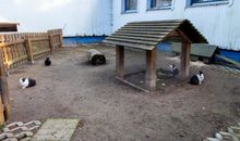 Kaninchen