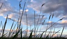 Natur am Haff