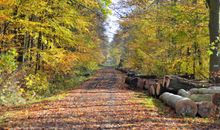Der Wald mit vielen Wanderwegen und Tiergehege fängt gleich hinter Kellenhusen an