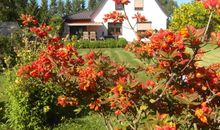 Azaleen in Blüte