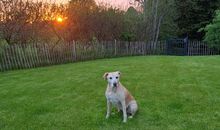 Hunde herzlich willkommen