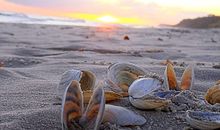 Strand und Muscheln