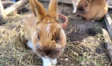 Unsere Tiere