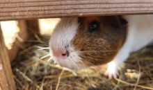 Unsere Tiere