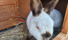 Unsere Tiere