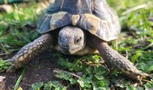 Unsere Tiere