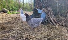 Unsere Tiere