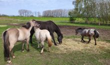 Unsere Tiere, reitbar ab Mitte Juni 2024