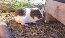 Unsere Tiere
