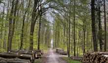 Wald Kölpinsee