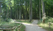 Waldwege