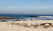 Sandstrand in Rerik