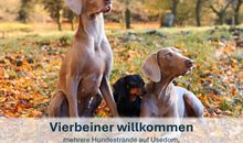 Vierbeiner willkommen, mehrere Hundestrände auf Usedom,   Auslaufmöglichkeiten an Seen und in Wäldern