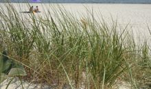 Strandidyll
