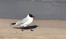 Ostseebad Göhren Fewo mit Südterrasse