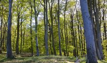 Wald