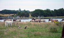 Wildpferde im Naturschutzgebiet Geltinger Birk