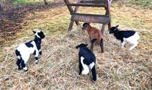 Unsere Tiere