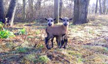 Unsere Tiere