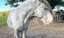 Unsere Tiere