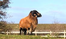 Unsere Tiere