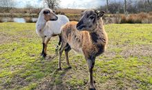 Unsere Tiere