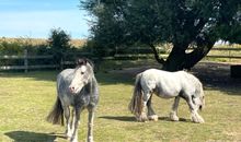 Unsere Ponys