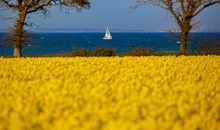 Blühender Raps mit Blick auf die Ostsee und Segler.